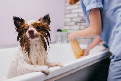 Pet Grooming and Pet Sitting Insurance in Kirkland, WA by Best Contractors Insurance & Bonds Washington