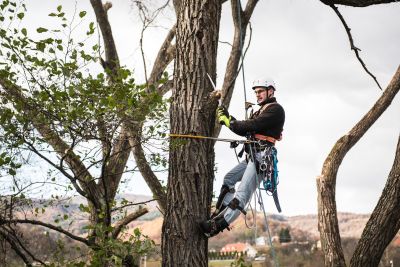 Tree Trimming Insurance in Kirkland, WA by Best Contractors Insurance & Bonds Washington